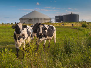 Kühne auf einer Weide vor Biogasanlage